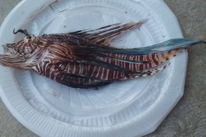 peixe-leao