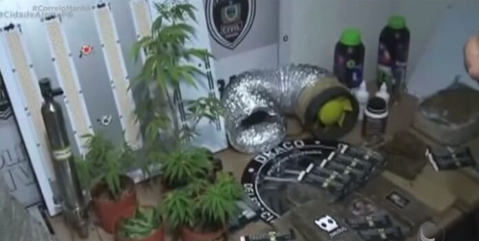 estufa maconha