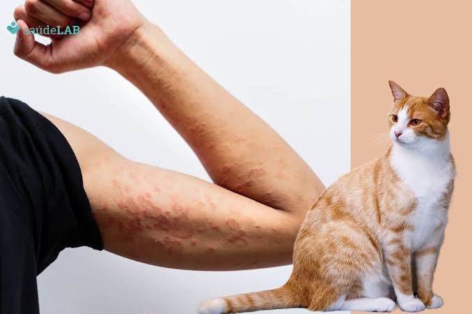 Esporotricose: gatos e humanos são vítimas da doença causada por fungos ...