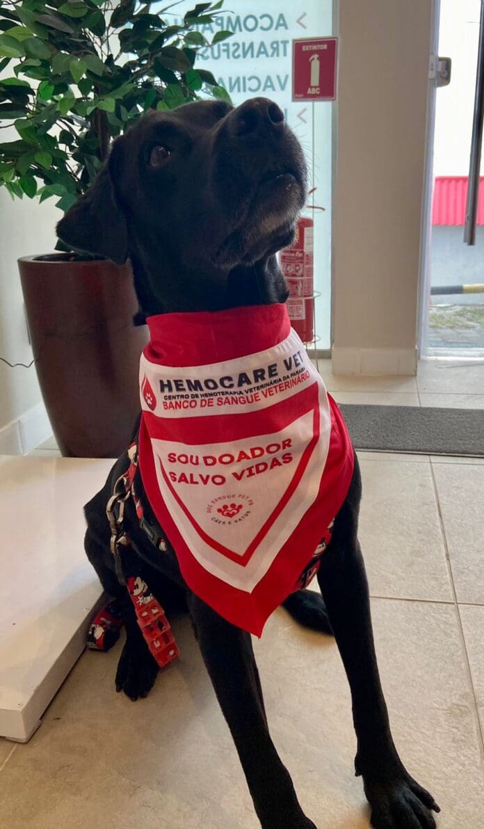Hemocentro Animais