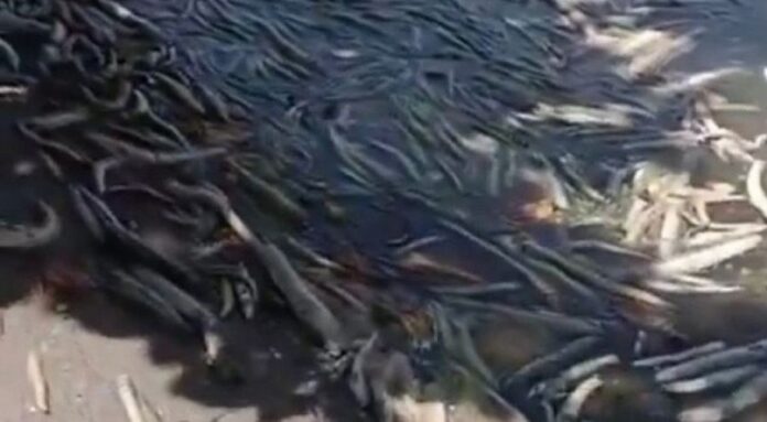 Peixes mortos