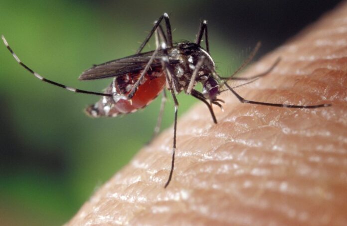 mosquito-1332382_1920-1024x667