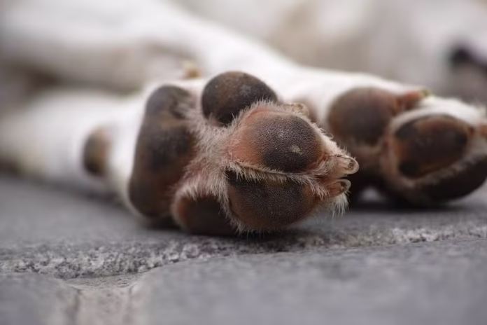 dog-feet-street